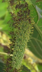 Hymenodictyon orixense