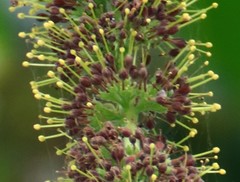 Hymenodictyon orixense