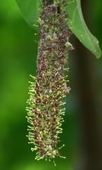 Hymenodictyon orixense