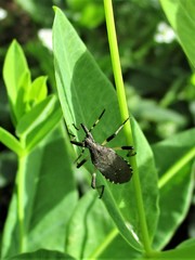 Dicranocephalus agilis