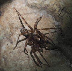 Liocranum rupicola