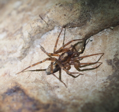 Liocranum rupicola
