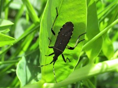 Dicranocephalus agilis