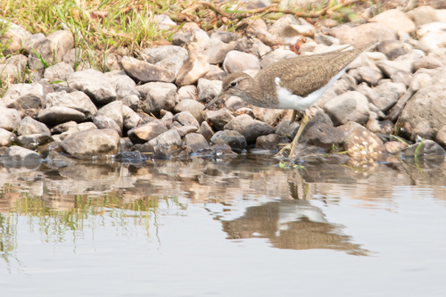 iNaturalist image