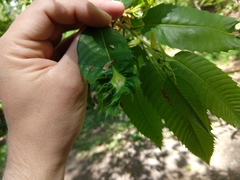 Dryocosmus kuriphilus