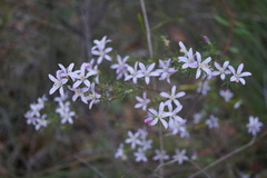Philotheca reichenbachii