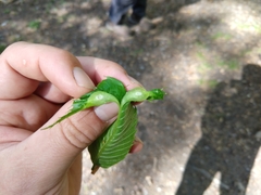 Dryocosmus kuriphilus