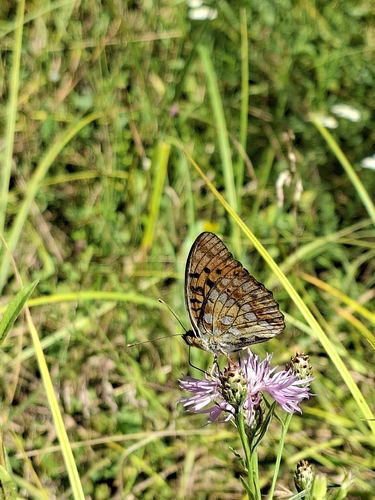 High Brown Fritillary