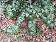 Ligustrum japonicum