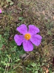Cistus creticus eriocephalus