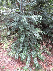 Ligustrum japonicum