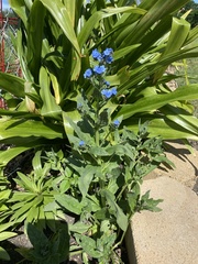Pentaglottis sempervirens