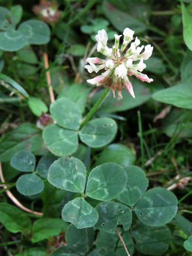 white clover