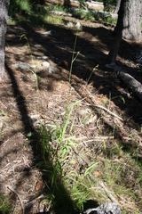 Bromus laevipes