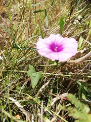 Ipomoea papilio