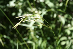 Bromus laevipes
