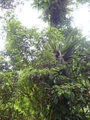 Machilus japonica