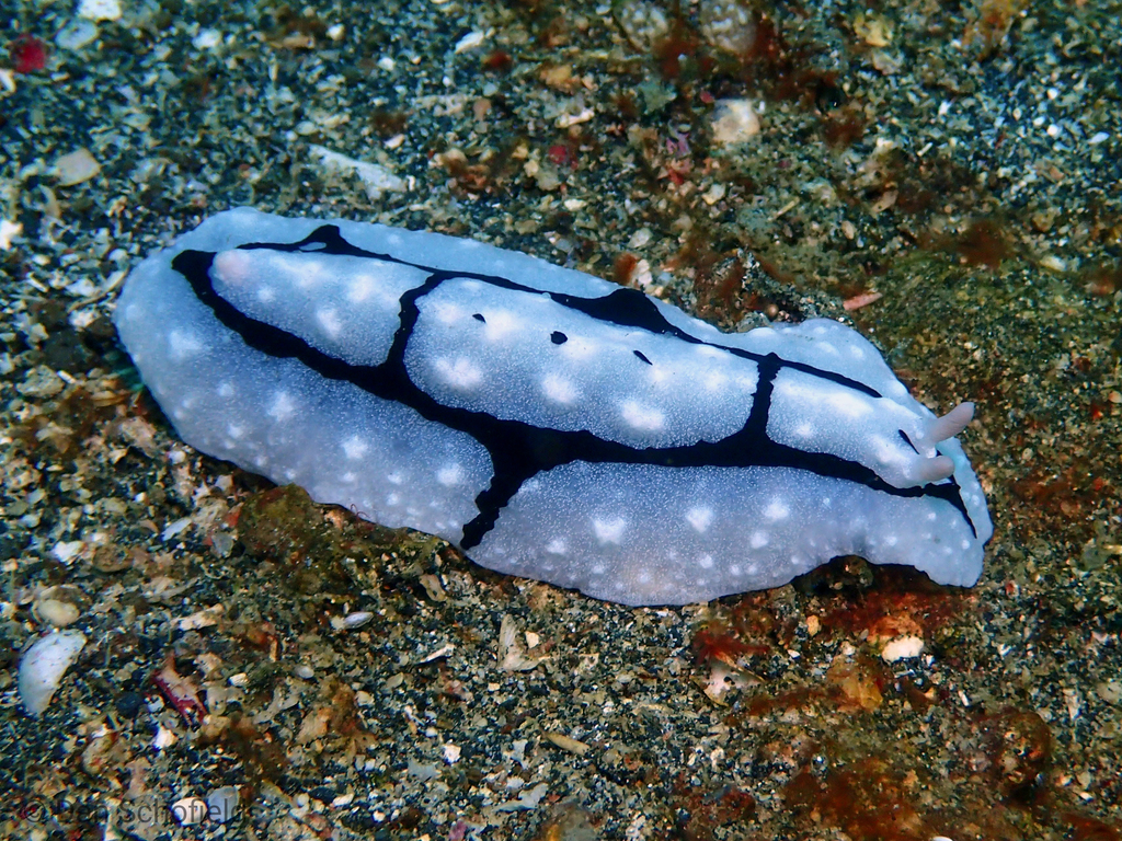 Crested Wart Slug