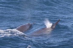 Mesoplodon grayi