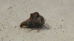 Telamona ampelopsidis