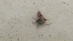 Telamona ampelopsidis