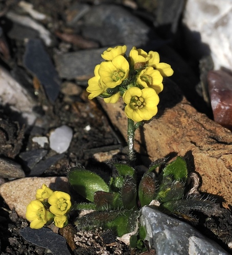 Draba alpina