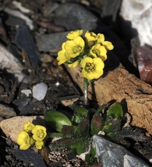 Draba alpina