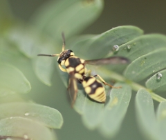 Antepipona