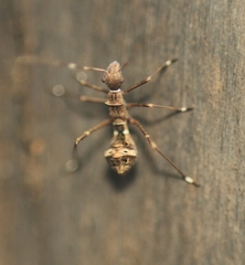 Riptortus linearis