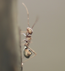 Riptortus linearis