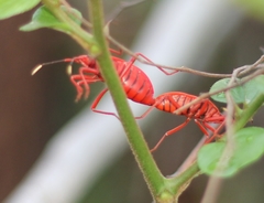 Probergrothius sanguinolens