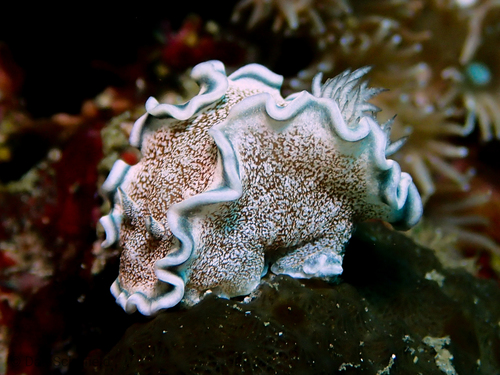 Brown-edge Glossodorid
