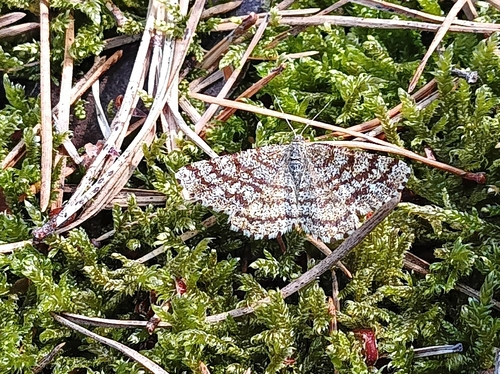 Common Heath