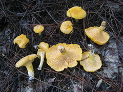 Cantharellus phasmatis