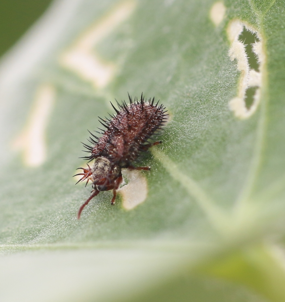 Dicladispa pallescens