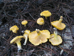 Cantharellus phasmatis