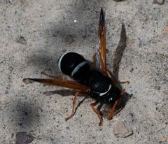 Hypodynerus labiatus