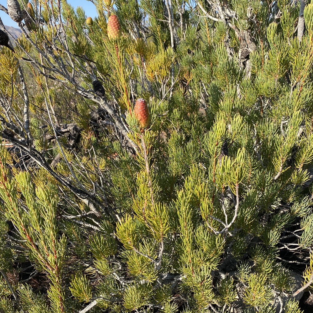Leucadendron nobile; photograph (c) michaelheuermann, some rights reserved (CC BY)