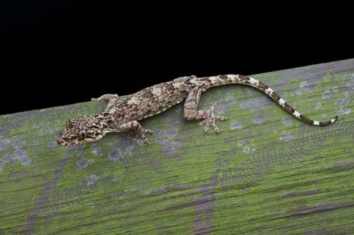 Gekko chinensis observed 2026-07-25