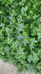 Pentaglottis sempervirens