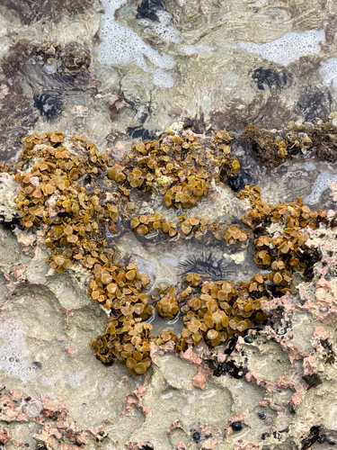 Turbinaria turbinata observed 2026-07-28