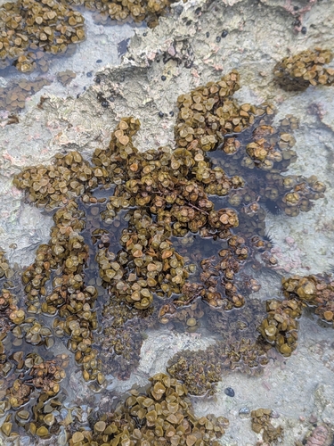 Turbinaria turbinata observed 2026-07-28