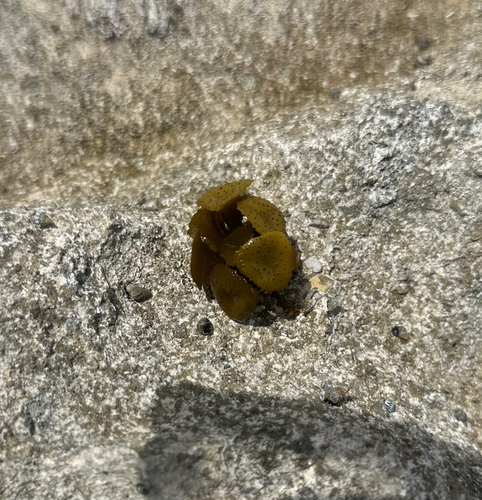 Turbinaria turbinata observed 2026-07-28