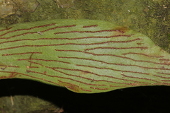 Antrophyum formosanum