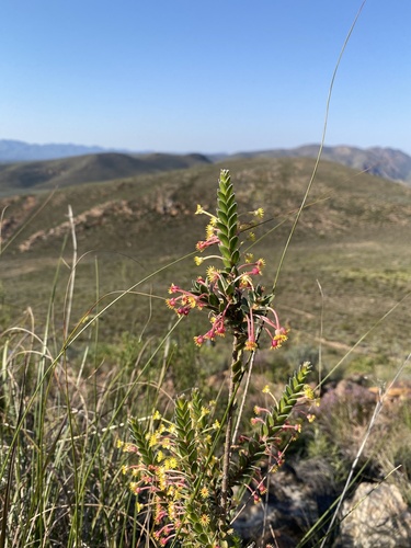 Struthiola argentea, photograph 3