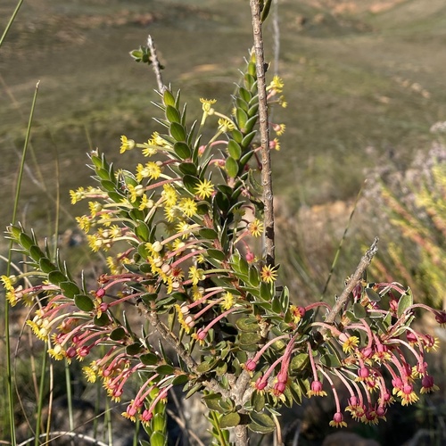 Struthiola argentea, photograph 4