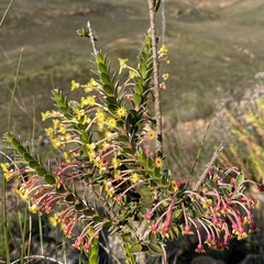 Struthiola argentea, photograph (c) michaelheuermann, some rights reserved (CC BY)