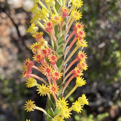 Struthiola argentea, photograph 5