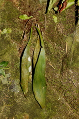 Antrophyum formosanum
