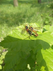Tanyptera atrata